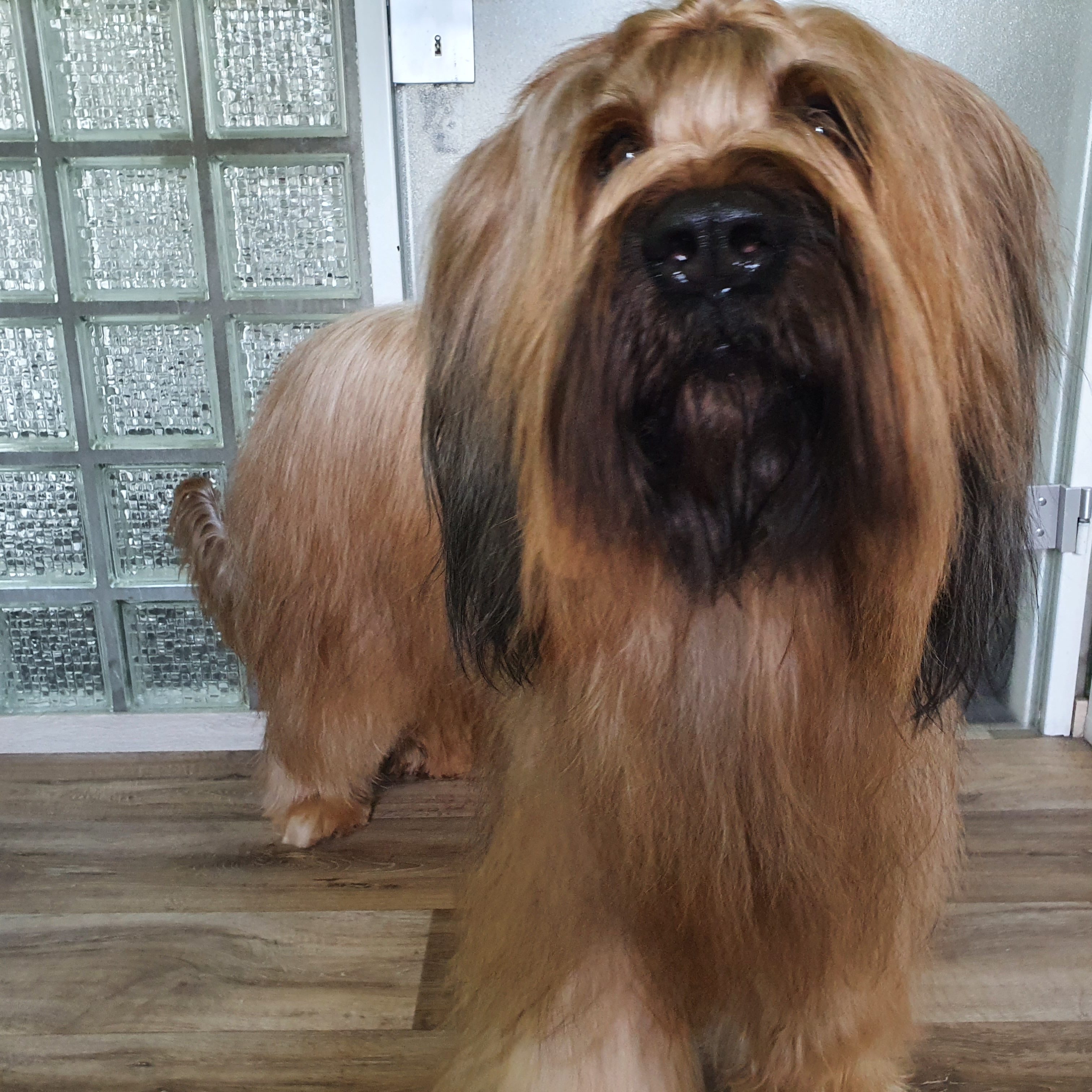 hundesalon dortmund hund fellpflege baden föhnen
